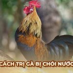 Cách trị gà bị chói nước hiệu quả từ sư kê chuyên nghiệp
